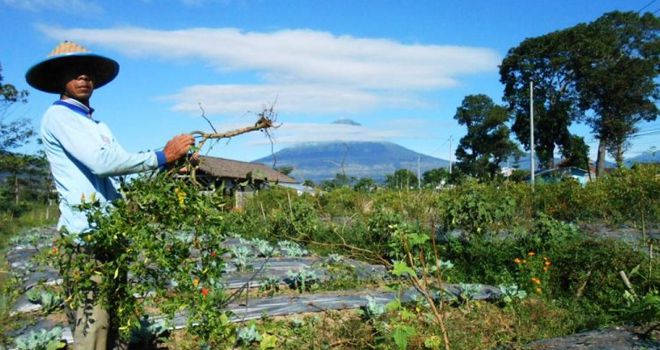 Imbuh salah satu petani sedang mencabuti tanaman cabai di ladangnya kemarin.
