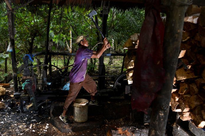 Seorang pekerja membawa bahan-bahan dari pohon palem sagu di Desa Meulaboh, Provinsi Aceh. 
