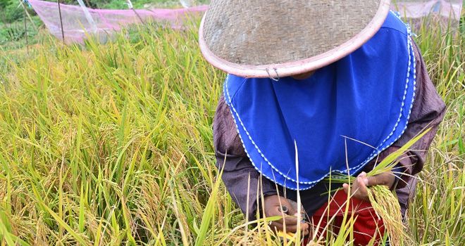 Petani sedang memanen padi tahun lalu. Dinas TPHP Provinsi Jambi meminta musim tanam tahun ini dipercepat.
