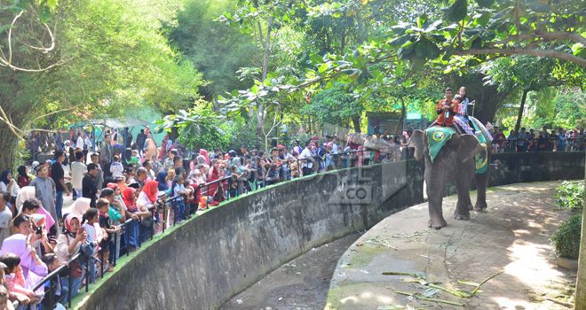 Tempat wisata taman rimba mulai ramai dikunjungi wisatawan sejak dibuka. Pada libur Lebaran Idul Adha, sehari pengunjung lebih dari seribu orang.  Wahana menaiki gajah juga sudah dibuka.