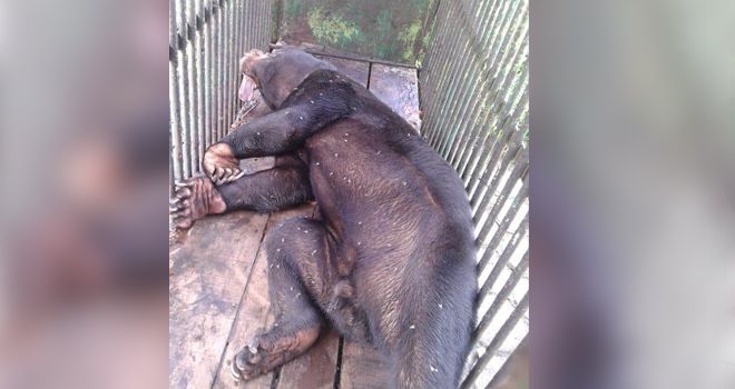Beruang Madu di kebun binatang taman rimba Jambi yang mati pada (5/8) lalu karena sakit.