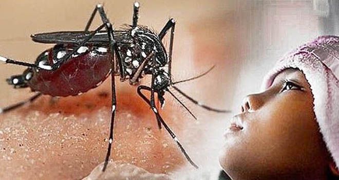 Jumlah Kasus DBD di Jambi Meningkat, Belasan Orang Meninggal