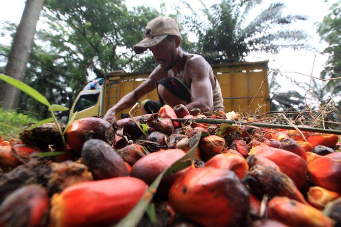 Petani memetik tandan buah segar (TBS) kelapa sawit di Cimulang, Bogor, Jawa Barat, Sabtu (13/6).