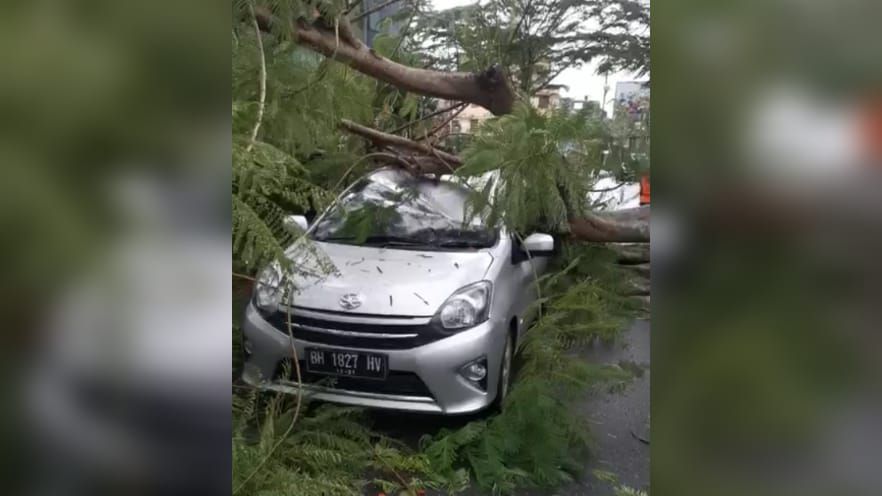 Pohon Tumbang di Kota Jambi Timpa Mobil Hingga Ringsek.
