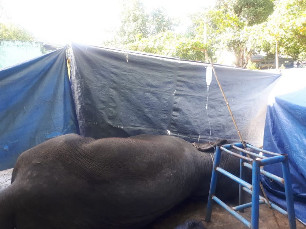 Seekor gajah betina yang mati di Kebun Binatang Taman Rimba (8/10).