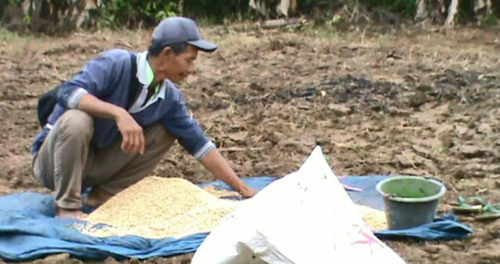 Petani padi di Kecamatan Rantau Rasau tepatnya di Desa Marga Mulya, saat menyemai padi.