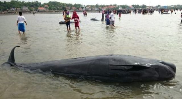 Puluhan paus mati terdampar di Madura.