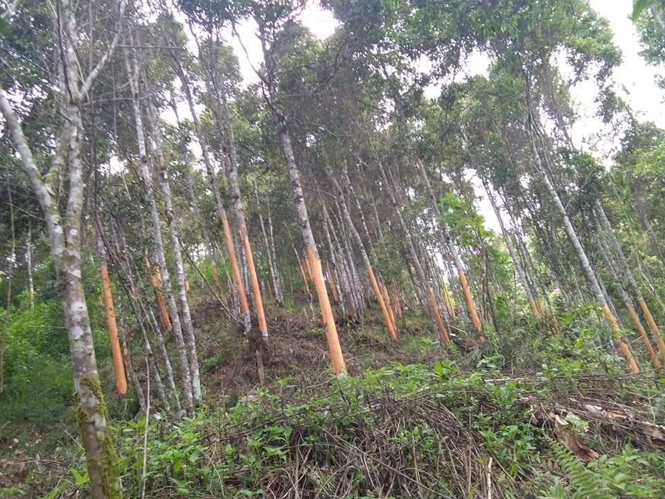 Perkebunan Kayu Manis yang ada di Kerinci yang di sebut-sebut terbaik di dunia.