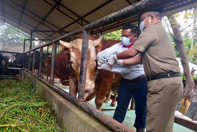 PERIKSA KESEHATAN: Wakil Walikota Jambi memberikan label halal terhadap hewan kurban yang akan disembelih pada Idul Adha 1442 H nanti.