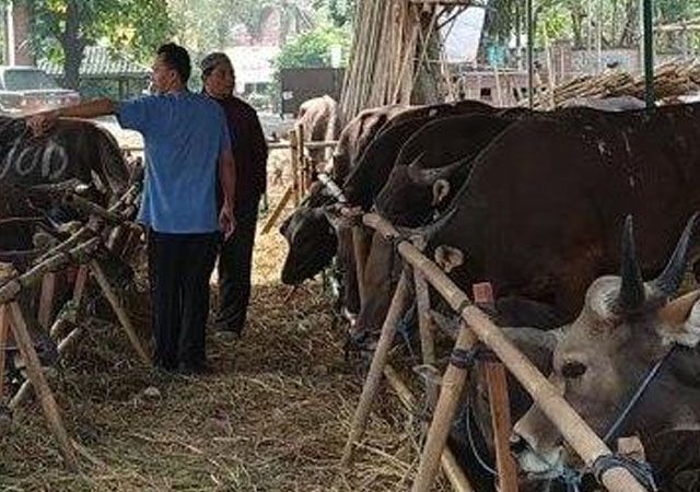 HARGA NAIK: Harga hewan ternak kurban menjelang Hari Raya Idul Adha 1442 H/2021 M, di Tanjabtim, mengalami kenaikan.