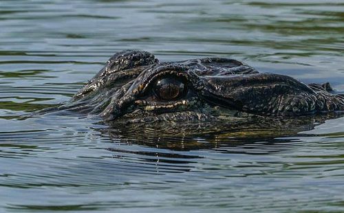 ILUSTRASI: Buaya (Pixabay)