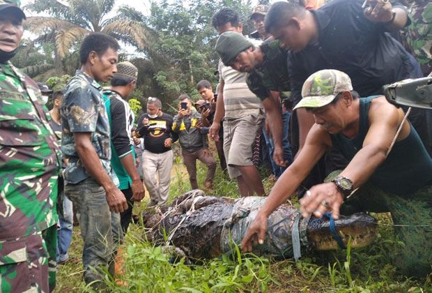 EVAKUASI: Tim BKSDA dibantu pihak TNI-Polri dan warga sekitar melakukan evakuasi buaya di penangkaran Desa Kebon IX.