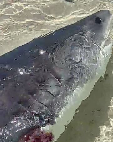 Ikan Hiu tanpa sirip