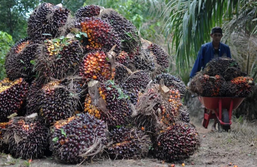 Pajak-Ekspor-CPO-Untungkan-Pengusaha-Sawit