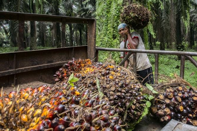 Pekerja menyusun tandan buah segar (TBS) kelapa sawit  di kawasan Candali Bogor, Jawa Barat. Cangkang sawit yang sebelumnya sebagai limbah, kini diolah dan bisa diekspor ke Jepang sehingga bisa memberikan nilai tambah bagi pea i sawit.