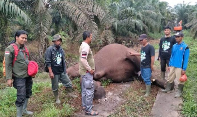 Gajah Sumatera ditemukan mati di tengah kebun sawit.