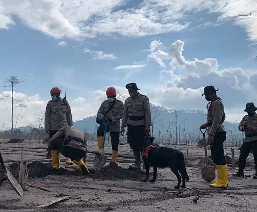 Petugas Gabungan masih melakukan pencarian korban erupsi Gunung Semeru, Lumajang, Jawa Timur