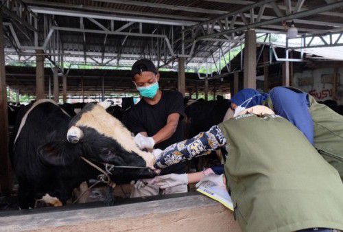 Petugas Kesehatan Hewan (Keswan) dan Kesehatan Masyarakat Veteriner (Kesmavet) Dinas Ketahanan Pangan Pertanian dan Perikanan (DKP3) Kota Depok melakukan pemeriksaan terhadap kesehatan sapi di Peternakan ADH Farm, Kecamatan Cimanggis, Kamis (12/5/2022).