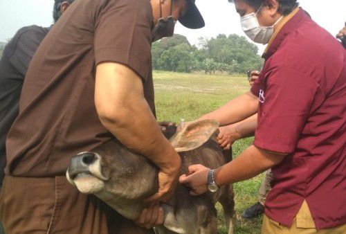 Vaksinasi khusus hewan yang dilaksanakan di Kampung Barahat, Desa Cikareo, Kecamatan Solear, Kabupaten Tangerang, Banten itu, dilakukan guna meminimalisir wabah PMK.