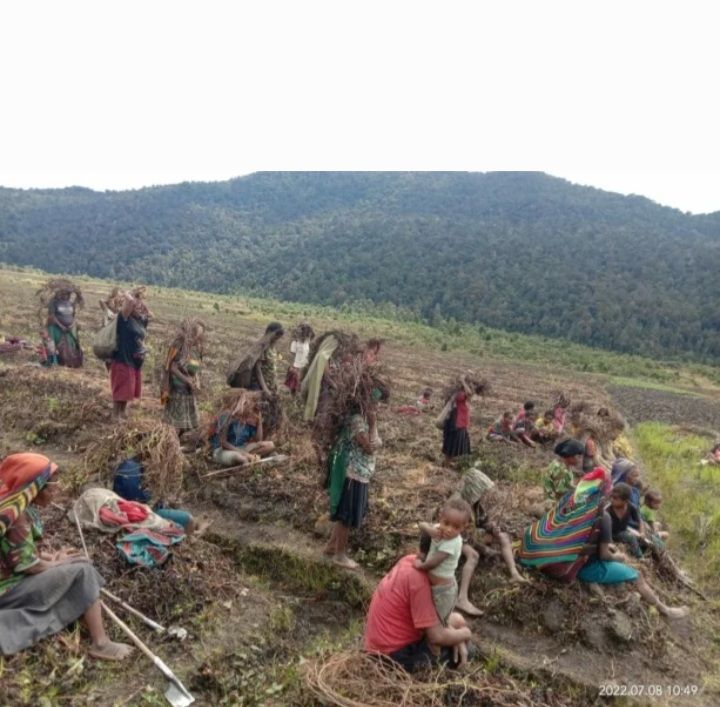 Sejumlah mama-mama Papua saat mengecek kebun mereka yang rusak akibat bencana hujan es yang melanda Distrik Kuyawage, Kabupaten Lanny Jaya, sejak awal Juni lalu. (FOTO: Humas Lanny Jaya for Cepos)
