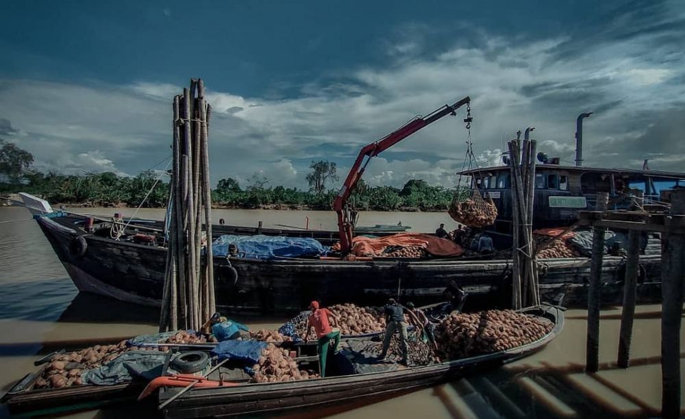 Tampak petani kelapa ketika membongkar muatan kelapanya ke kapal untuk di ekspor. 