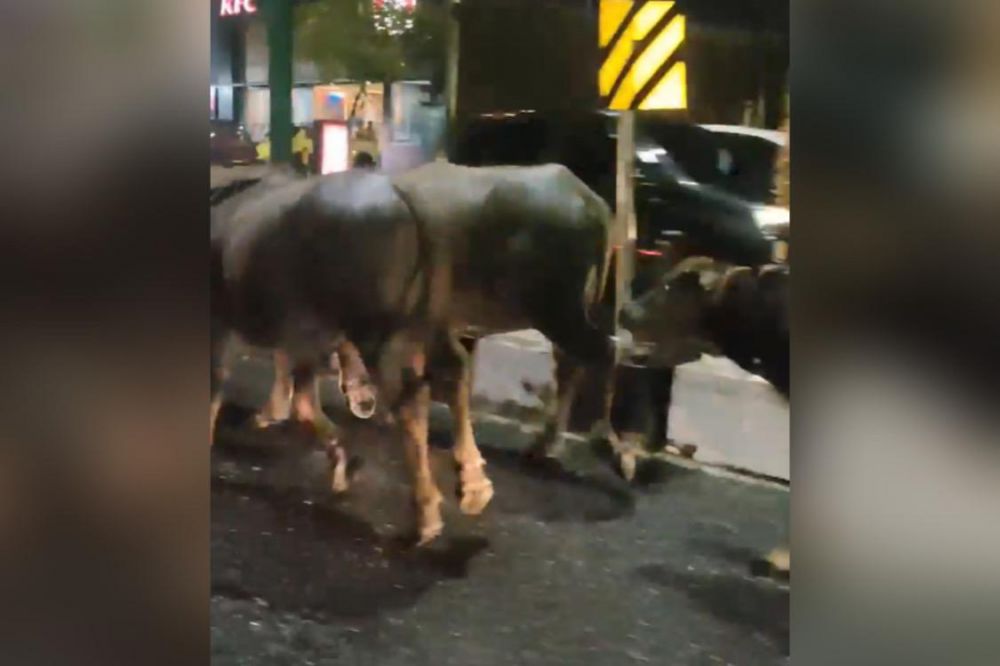 VIRAL Video Gerombolan Kerbau Berkeliaran di Jalan Sumantri Brojonegoro Sipin