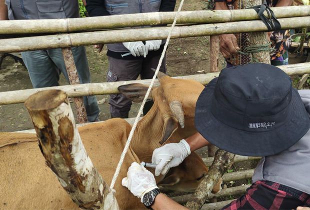 VAKSINASI: Capaian Vaksinasi PMK pada hewan ternak di Bungo telah mencapai 45 persen dari vaksin yang telah diterima.