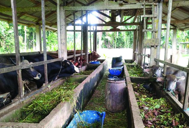 Salah satu ternak sapi yang ada di Desa Kota Baru, Kecamatan Geragai, Kabupaten Tanjabtim.