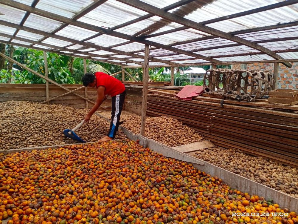 Harga Pinang Terbaru.