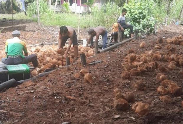 KUPAS KELAPA: Petani kelapa yang ada di Kecamatan Kuala Jambi, Kabupaten Tanjabtim, saat melakukan aktivitas mengupas kelapa.