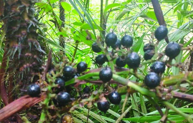 Petani di Kecamatan Muara Sabak Barat, sudah mulai menanam buah jernang
