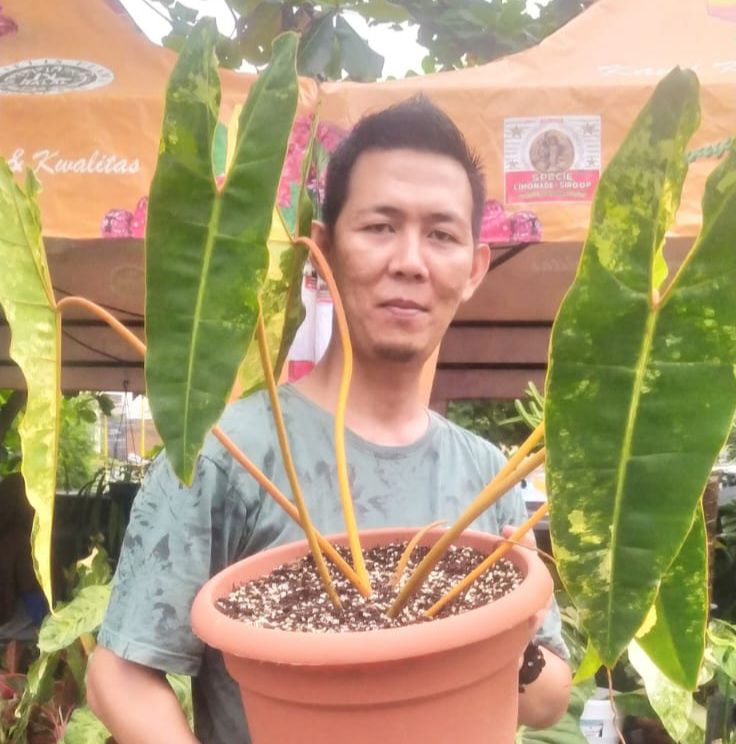 Teks: Kisaran harga Billietiae Variegated dewasa Rp 16 Jutaan.