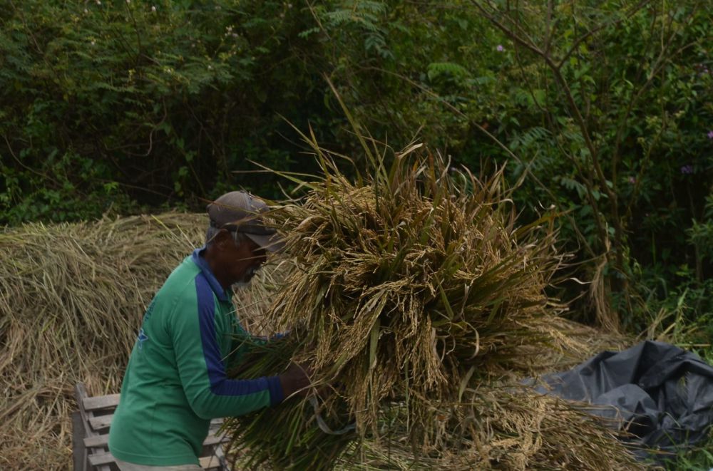 DOK/JE

Petani panen padi. UPTD BPTPH Provinsi Jambi mencatat sedikitnya ada 42,5 hektare tanaman gagal panen.

 