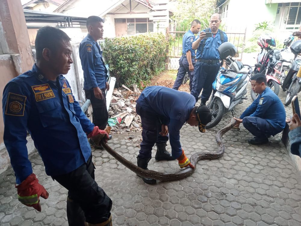 2 Jam Dievakuasi, Ini Penampakan Ular Sanca yang Bersarang di Saluran Air Rumah Warga di Simpang IV Sipin