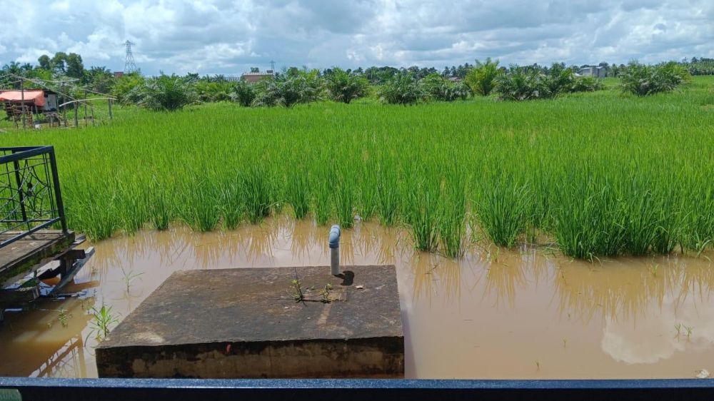 Lahan pertanian warga terendam banjir.
