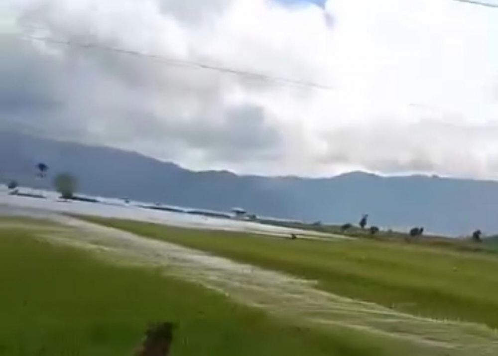 Imbas banjir, ribuan hektar sawah di Kerinci dan Sungai Penuh terendam.