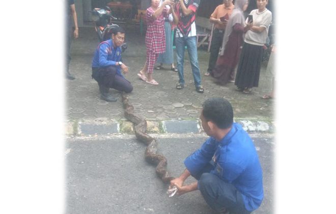Petugas Damkar Muaro Jambi saat mengevakuasi ular sanca besar yang masuk ke rumah warga.