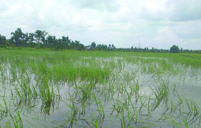 Kondisi lahan sawah padi petani di Kecamatan Berbak yang terendam banjir akibat hujan dan air pasang.