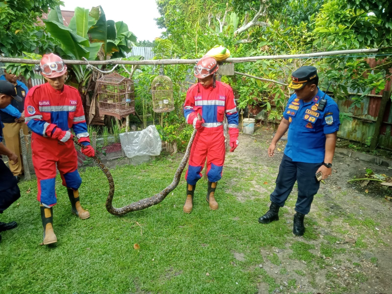 Tim respons cepat dari Damkartan Kota Jambi saat mengamankan ular yang masuk ke pemukiman warga.
