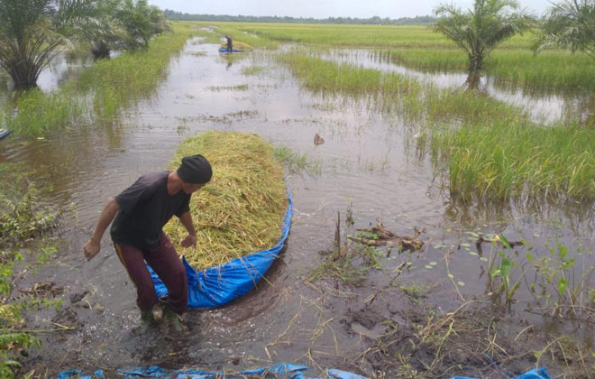 Kondisi lahan sawah padi petani di Kelurahan Simpang, Kecamatan Berbak, Kabupaten Tanjabtim terendam banjir, yang mengakibatkan kualitas dan produksi padi menurun.