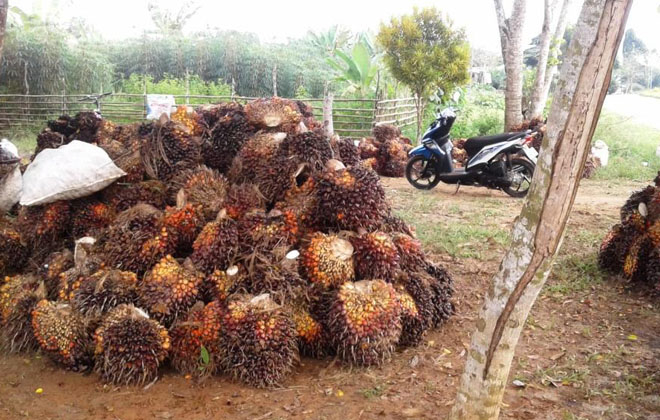 Tampak tumpukan TBS sawit di salah satu pengepul yang akan diangkut untuk dijual ke pabrik.