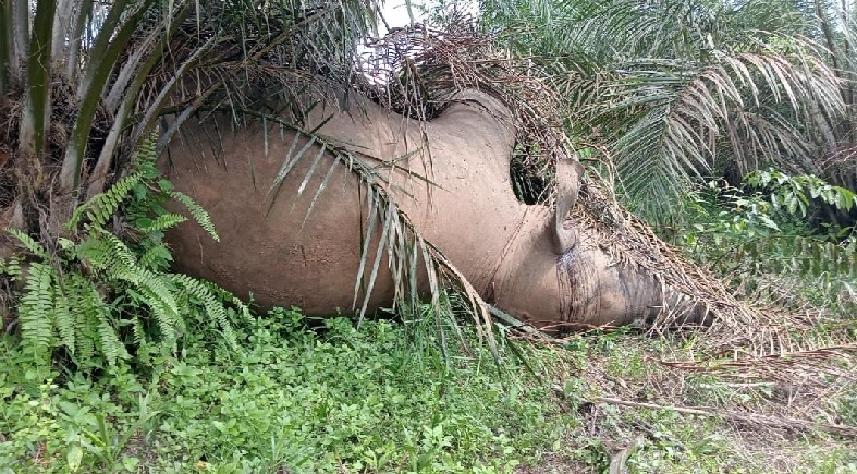 Gajah Betina Ditemukan Mati di Tebo, Ada Luka Pada Bagian Kepala