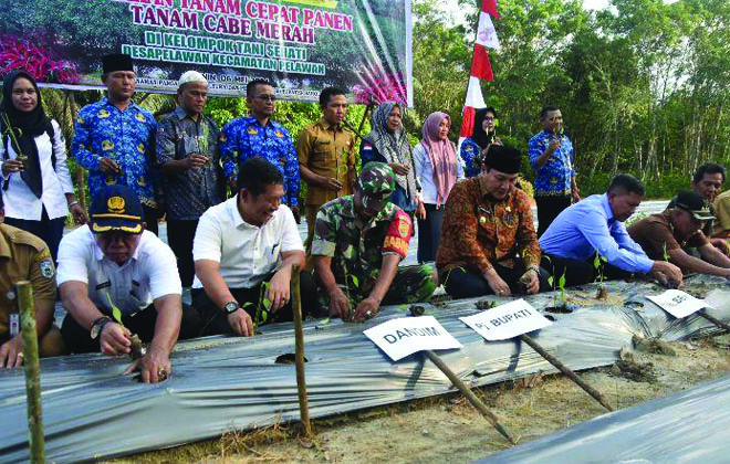 Pj Bupati Sarolangun Bachril Bakri beserta jajaran saat melakukan gerakan tanam cepat panen cabai merah.