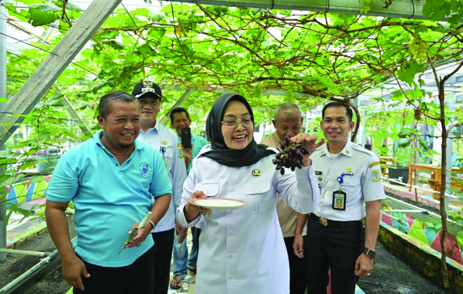 Sri Purwaningsih, bersama dengan jajaran terkait melakukan kunjungan ke lokasi kebun anggur, di Kelurahan Pakuan Baru, Jambi Selatan, Kota Jambi, Rabu (8/5/2024).