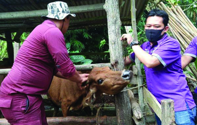 Kabid Peternakan Disnakkan Kerinci dan dokter Hewan melakukan cek kesehatan terhadap hewan ternak.