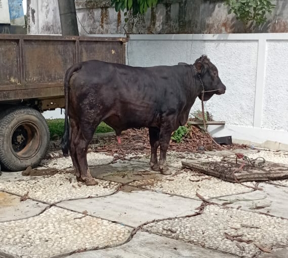 NasDem Jambi Qurban Belasan Ekor Sapi dan Kambing, Sy Fasha: Qurban, Keikhlasan Berbagi Dengan Sesama

