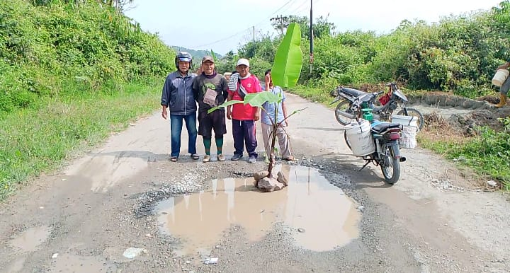 Protes Jalan Rusak Parah, Warga Tanah Cogok Kerinci Tanam Pohon Pisang..