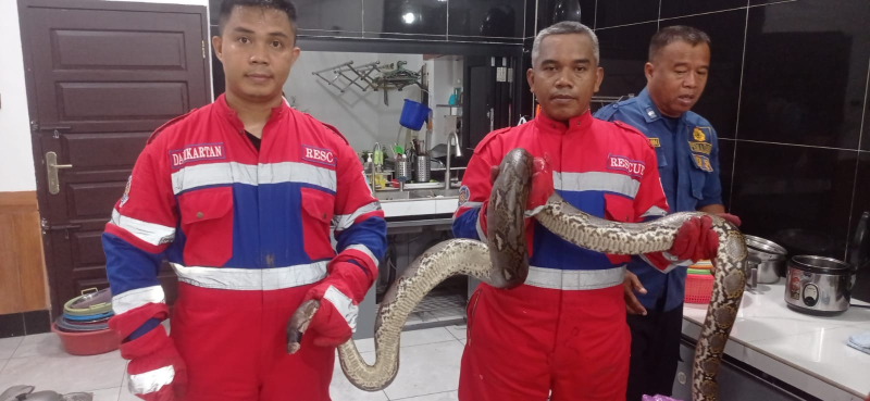 Dinas Pemadam Kebakaran dan Penyelamatan Kota Jambi ketika menangkap ular di salah satu rumah warga.

