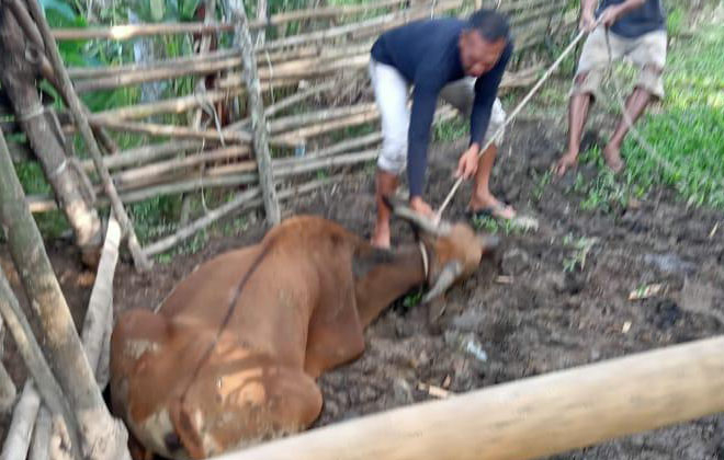 Sapi warga Parit Culum I, Kecamatan Muara Sabak Barat, Kabupaten Tanjabtim mati mendadak yang diduga akibat terjangkit virus Jembrana.