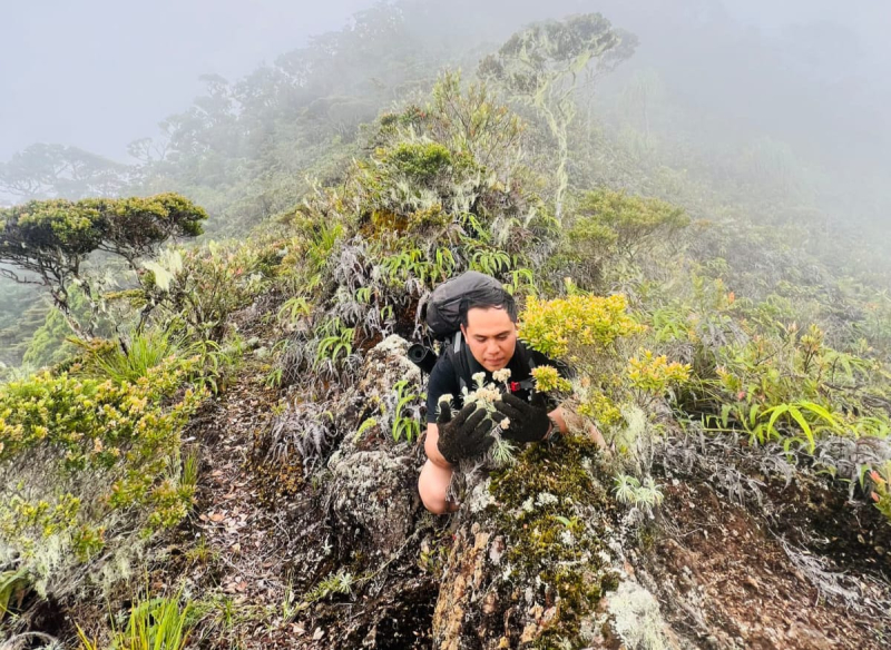 Pengiat Alam Renah Alai Buka Jalur Pendakian Gunung Masurai. Lintasi Taman Edelweis Hingga Istana Lumut